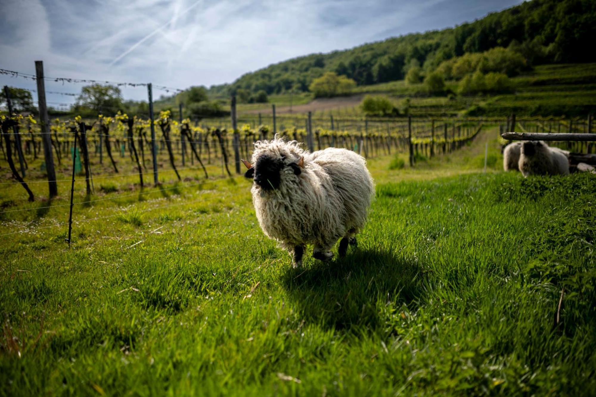 Weingut Jakob'S Ruhezeit Mautern Buitenkant foto