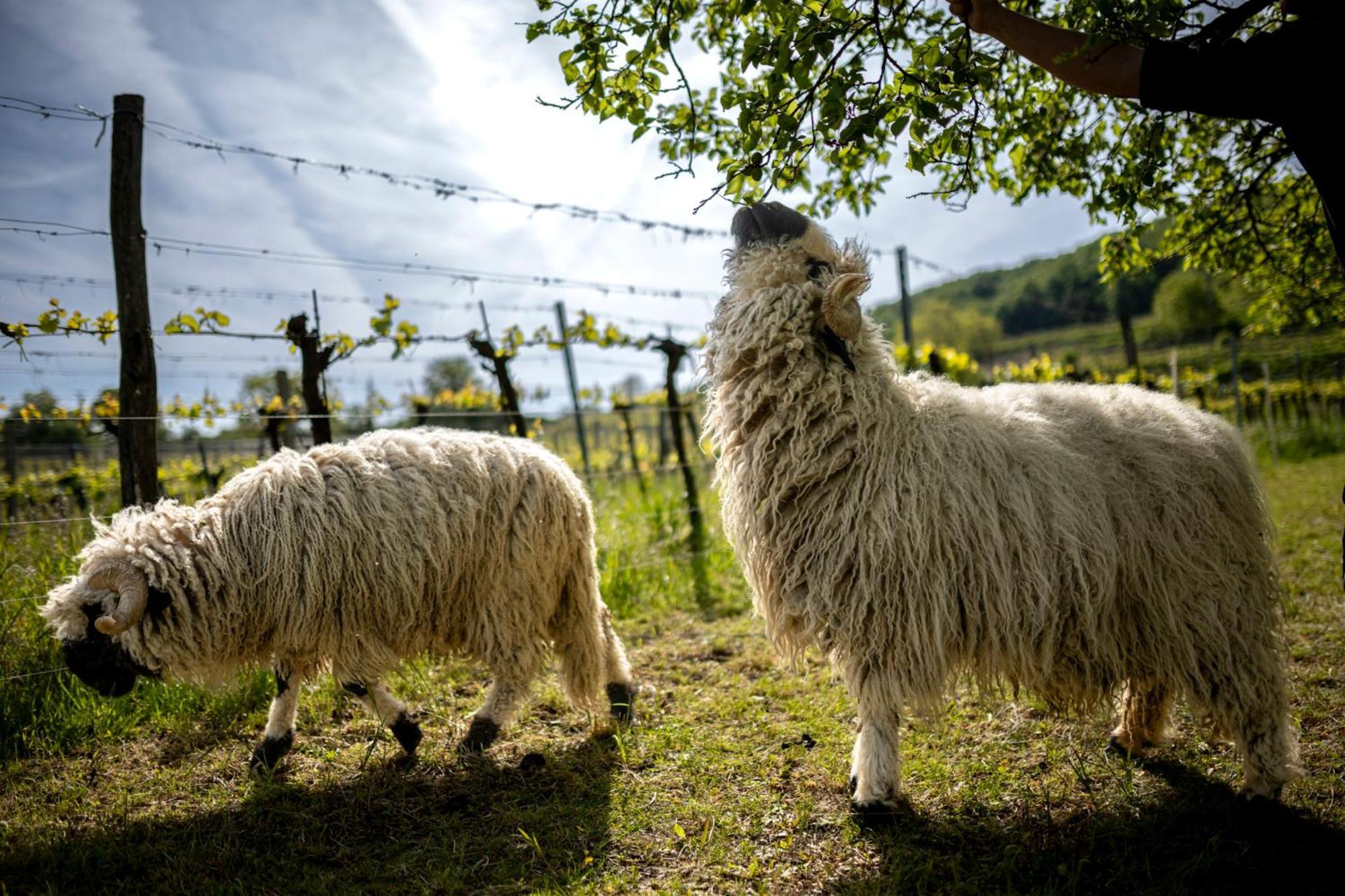 Weingut Jakob'S Ruhezeit Mautern Buitenkant foto